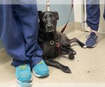 Small #1 Labrador Retriever Mix
