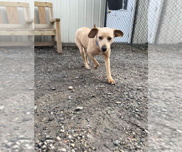 Medium Photo #3 Mutt Puppy For Sale in Elmsford, NY, USA