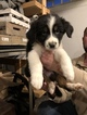 Small Photo #7 Australian Shepherd Puppy For Sale in ANDOVER, NJ, USA