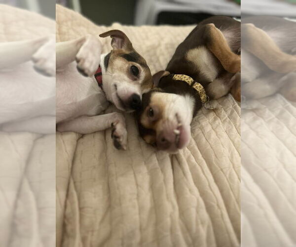 Medium Photo #4 Chihuahua-Unknown Mix Puppy For Sale in Mundelein, IL, USA