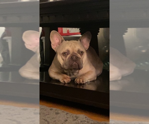 Medium Photo #1 French Bulldog Puppy For Sale in WEST HEMPSTEAD, NY, USA