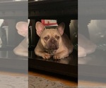 Small Photo #1 French Bulldog Puppy For Sale in WEST HEMPSTEAD, NY, USA