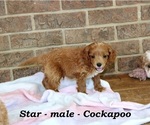 Small #1 Cock-A-Poo
