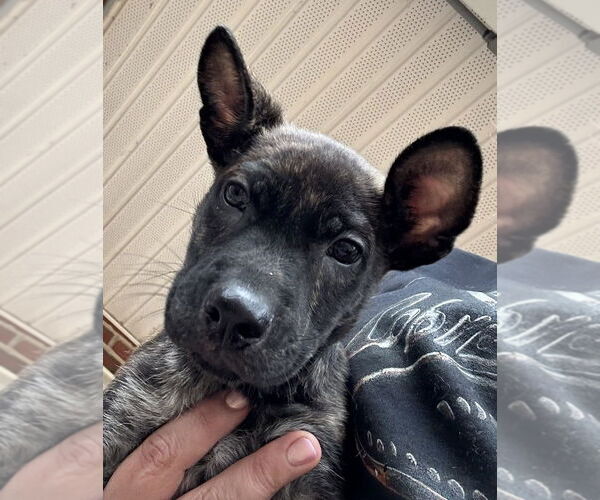 Medium Photo #10 Labrador Retriever-Unknown Mix Puppy For Sale in Silver Spring, MD, USA