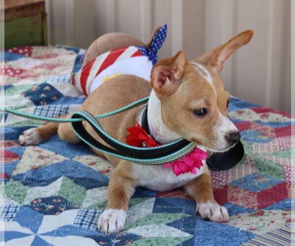 Medium Photo #3 Basenji Puppy For Sale in Bandera, TX, USA