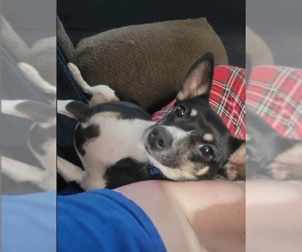 Medium Photo #2 Chihuahua-Unknown Mix Puppy For Sale in Cranston, RI, USA