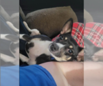 Small #1 Chihuahua Mix