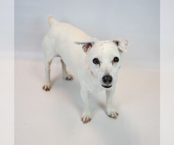 Medium Photo #4 Jack Russell Terrier Puppy For Sale in Kennesaw, GA, USA