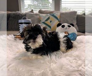 Havanese Puppy for sale in GREENWOOD, IN, USA