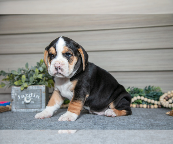 Medium Photo #10 Beabull Puppy For Sale in MILLERSBURG, OH, USA