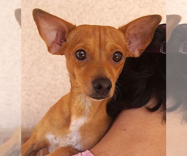 Medium Photo #1 Chihuahua Puppy For Sale in Carrollton, TX, USA