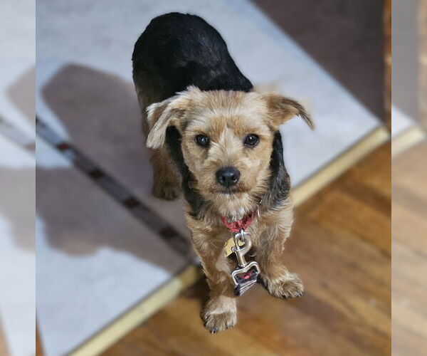 Medium Photo #2 Mutt Puppy For Sale in Fargo, ND, USA