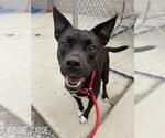 Small American Pit Bull Terrier Mix