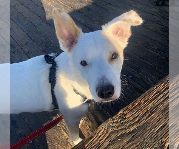 Medium Photo #1 Mutt Puppy For Sale in Dana Point, CA, USA