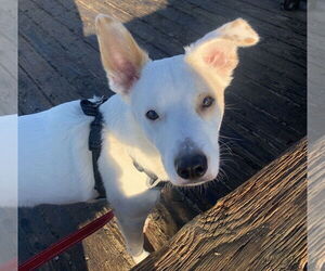 Mutt Dogs for adoption in Dana Point, CA, USA