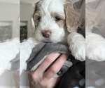 Puppy 1 Cock-A-Poo