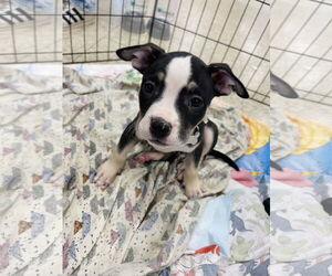 Mutt Dogs for adoption in Winter, WI, USA