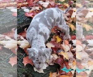 Catahoula Leopard Dog Puppy for sale in MORAN, MI, USA