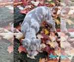 Image preview for Ad Listing. Nickname: Ryder