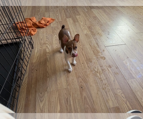 Medium Photo #6 Rat Terrier Puppy For Sale in WHITAKERS, NC, USA