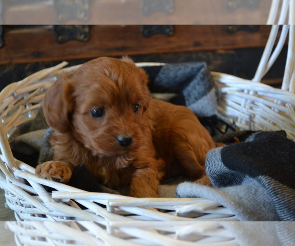 Medium Photo #3 Cavapoo (Miniature) Puppy For Sale in GREENWOOD, WI, USA