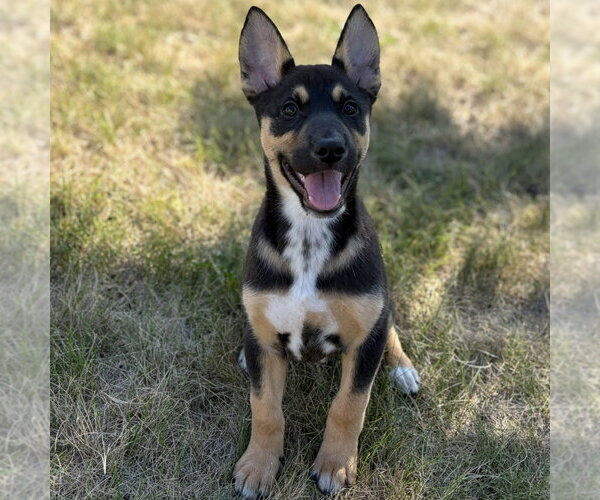 Medium Photo #4 German Shepherd Dog-Unknown Mix Puppy For Sale in Minneapolis, MN, USA