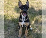 Small #3 German Shepherd Dog Mix