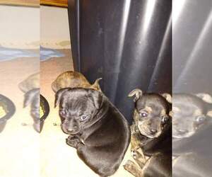 French Bullhuahua Puppy for sale in ZANESVILLE, OH, USA