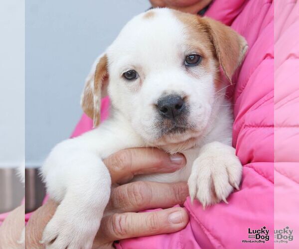 Medium Photo #3 Lab-Pointer Puppy For Sale in Washington, DC, USA