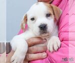 Small #2 Lab-Pointer