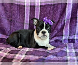 Boston Terrier Puppy for sale in LAKELAND, FL, USA