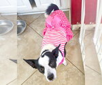 Small #11 Rat Terrier Mix