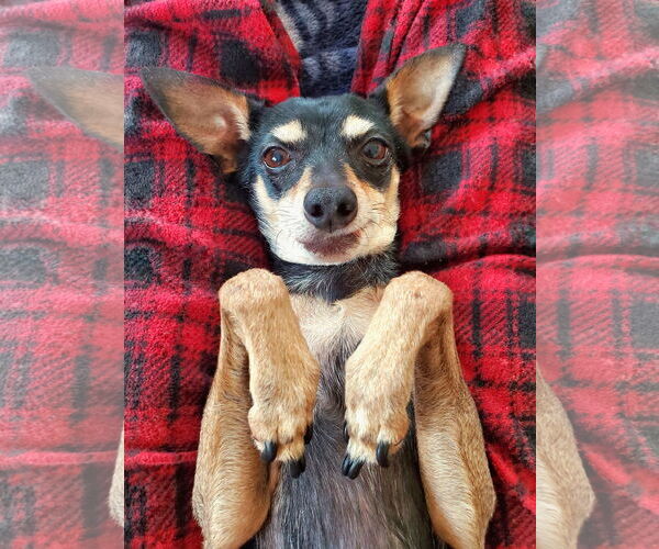 Medium Photo #2 Rat-Cha Puppy For Sale in Temecula, CA, USA