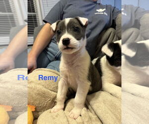 Border Collie-Unknown Mix Dogs for adoption in Ball Ground, GA, USA