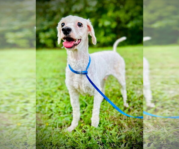 Medium Photo #4 Cock-A-Poo-Unknown Mix Puppy For Sale in Pacolet, SC, USA
