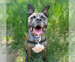 Small Boxer Mix