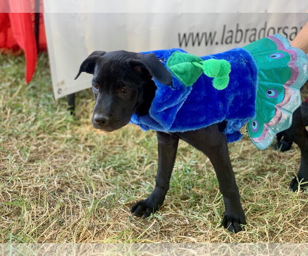 Medium Photo #3 Labrador Retriever-Unknown Mix Puppy For Sale in San Diego, CA, USA