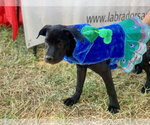 Small Photo #3 Labrador Retriever-Unknown Mix Puppy For Sale in San Diego, CA, USA