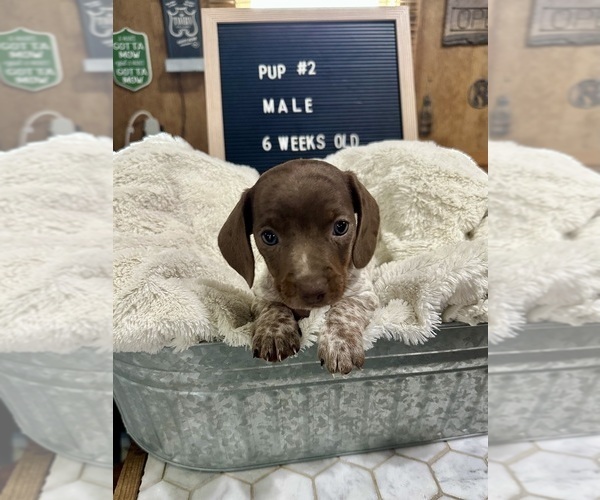 Medium Photo #1 Dachshund Puppy For Sale in CONCORDIA, MO, USA