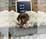 Image preview for Ad Listing. Nickname: Puppy 2