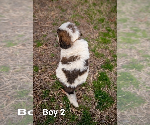 Medium Photo #5 Saint Bernard Puppy For Sale in KANNAPOLIS, NC, USA