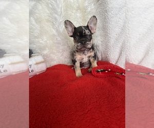 French Bulldog Puppy for sale in CHICAGO, IL, USA