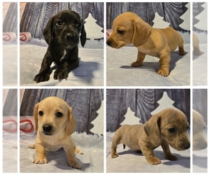 Dachshund Litter for sale in EDENTON, NC, USA