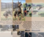 Small Photo #22 Doberman Pinscher Puppy For Sale in YUCCA VALLEY, CA, USA