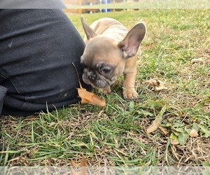American Bullnese Puppy for sale in GREENEVILLE, TN, USA