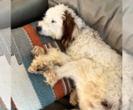 Small #4 Poodle (Standard) Mix