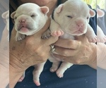 Small Photo #3 French Bulldog Puppy For Sale in LEAWOOD, KS, USA