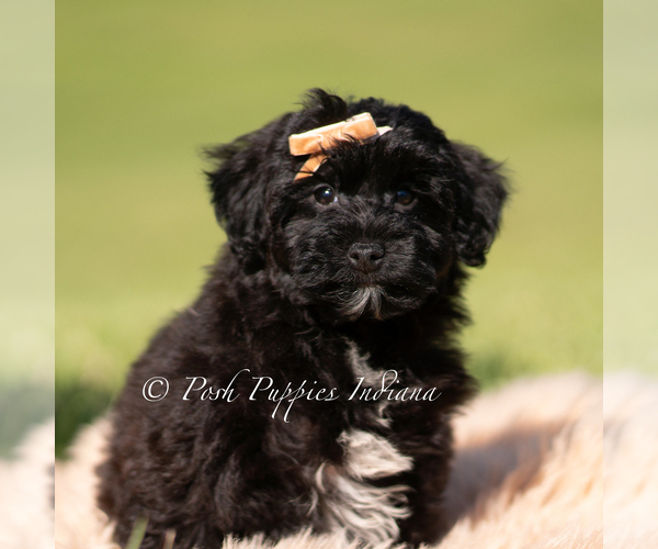 Medium Photo #1 Yorkipoo Puppy For Sale in WARSAW, IN, USA