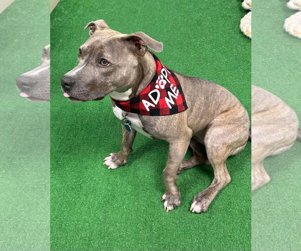 Medium Photo #4 Mutt Puppy For Sale in Rockville, MD, USA