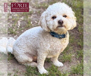 Poodle (Miniature) Dogs for adoption in Marina del Rey, CA, USA